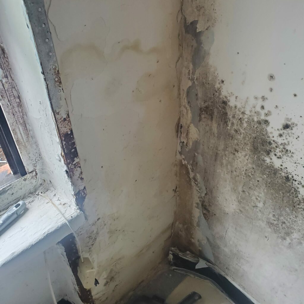 How to Remove Mold from Your Apartment