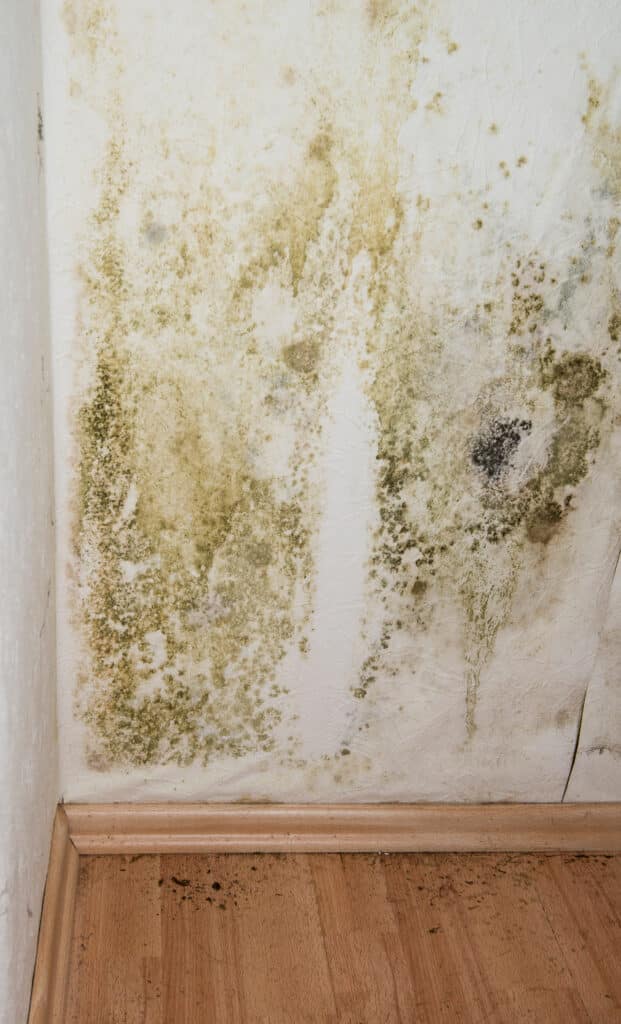 5 Common Causes of Mold In the Kitchen and How to Remediate It