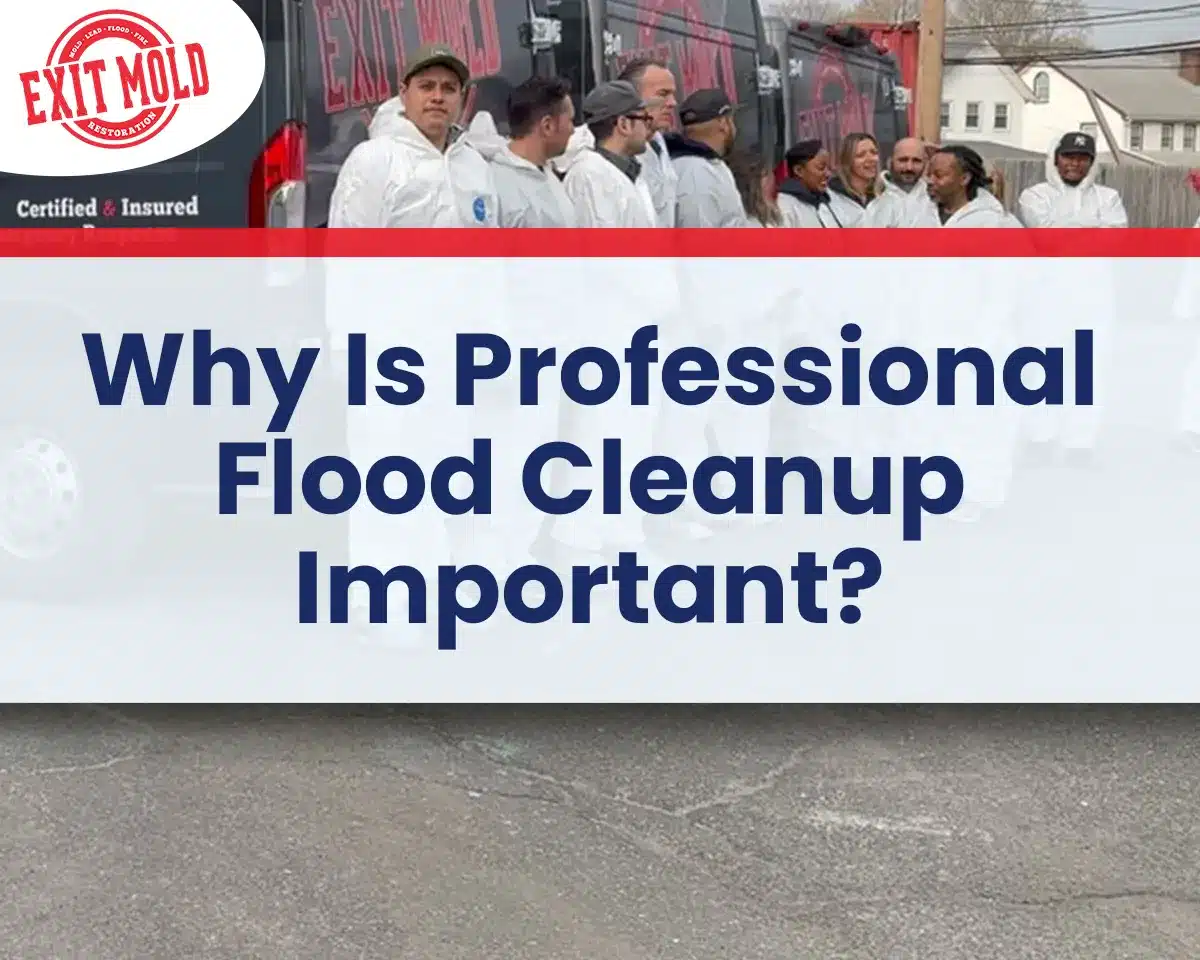 Why is Professional Flood Cleanup Important