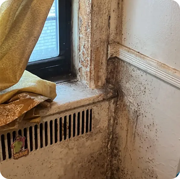Lead Paint Services - Exit Mold
