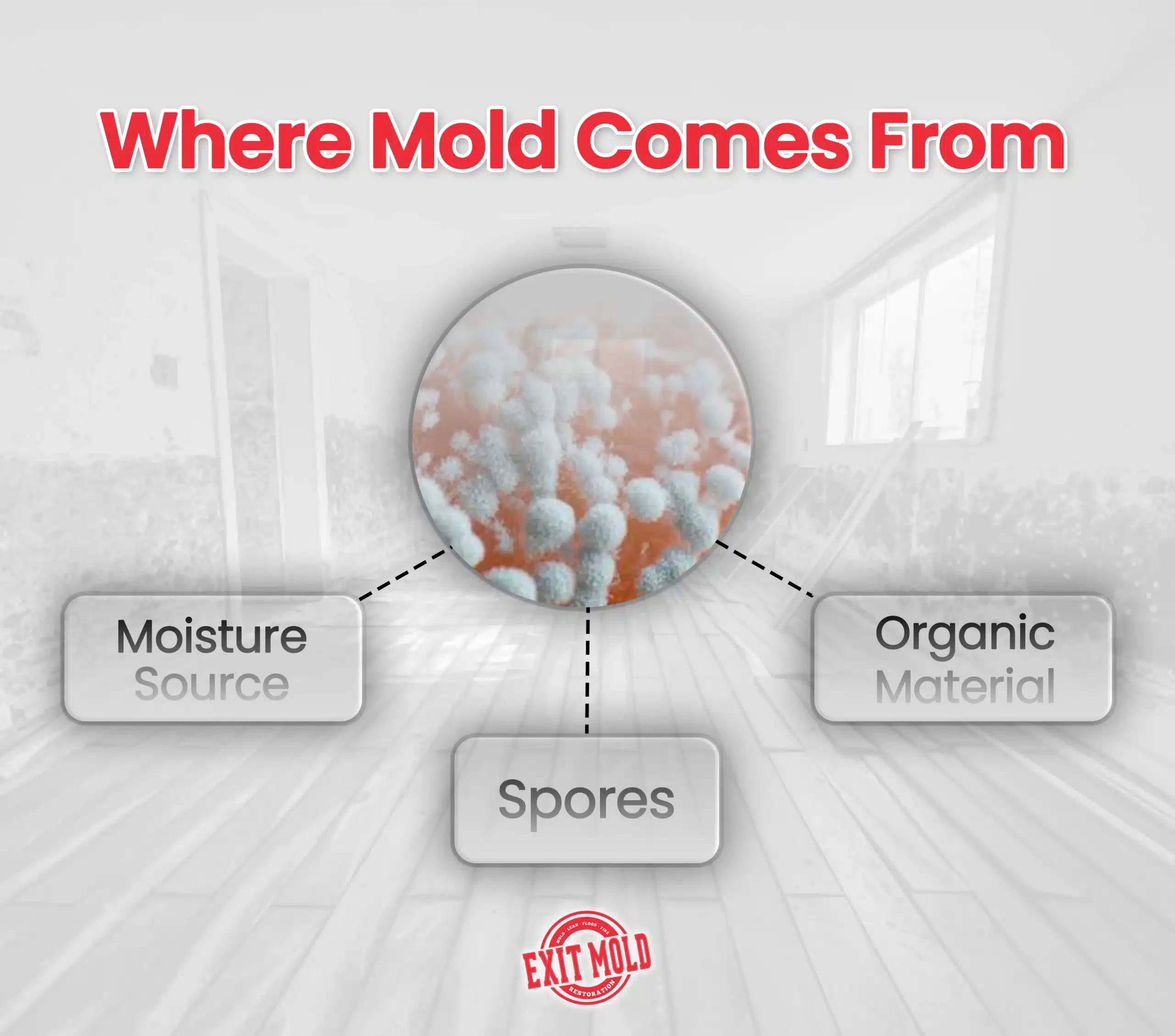 What Is Mold Remediation? | Exit Mold Complete Guide